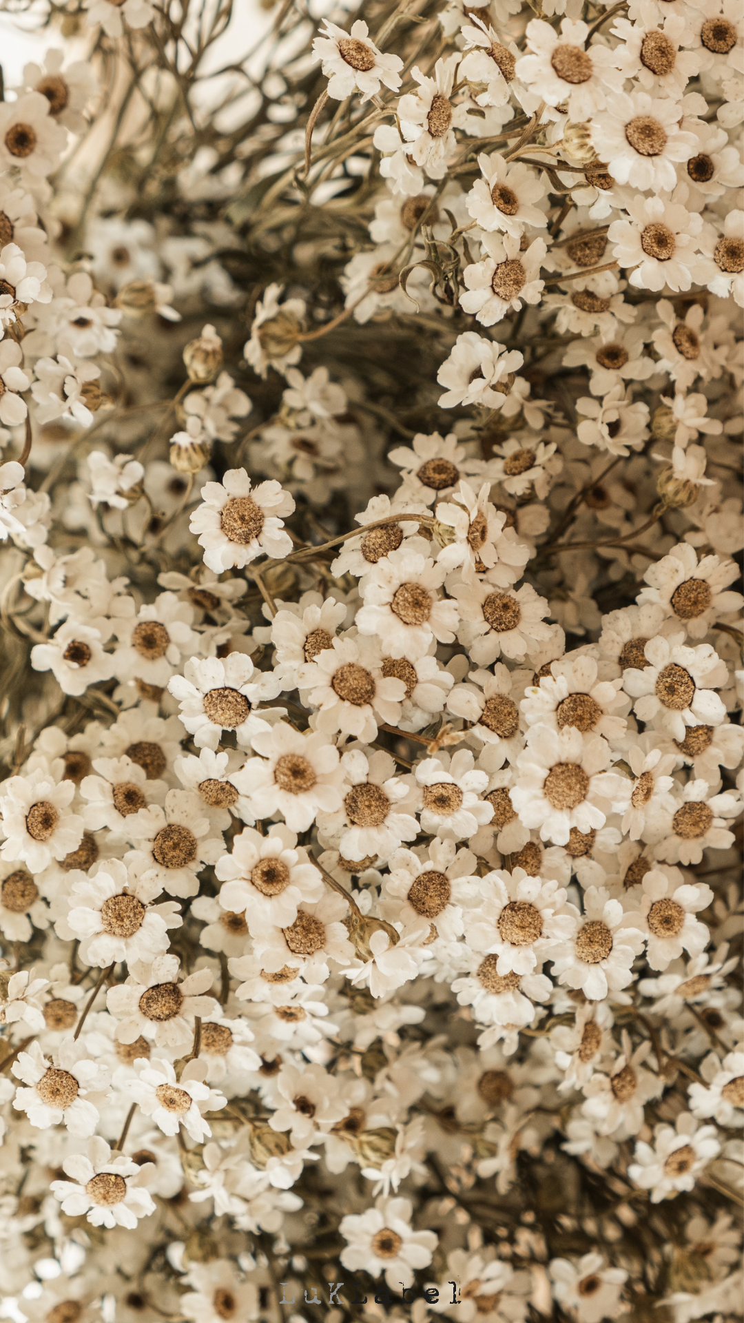 Ladattavat puhelimen taustakuvat - syksy 2021 🌼🍁